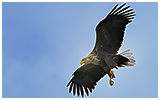 Seeadler