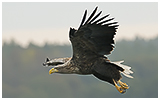 Seeadler