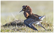 Kampfläufer ©Holger Tange