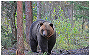 Braunbär